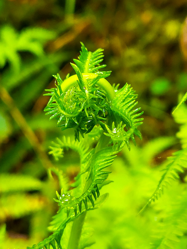 flora & fauna in Silz, Tirol
